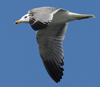 Larus armenicus